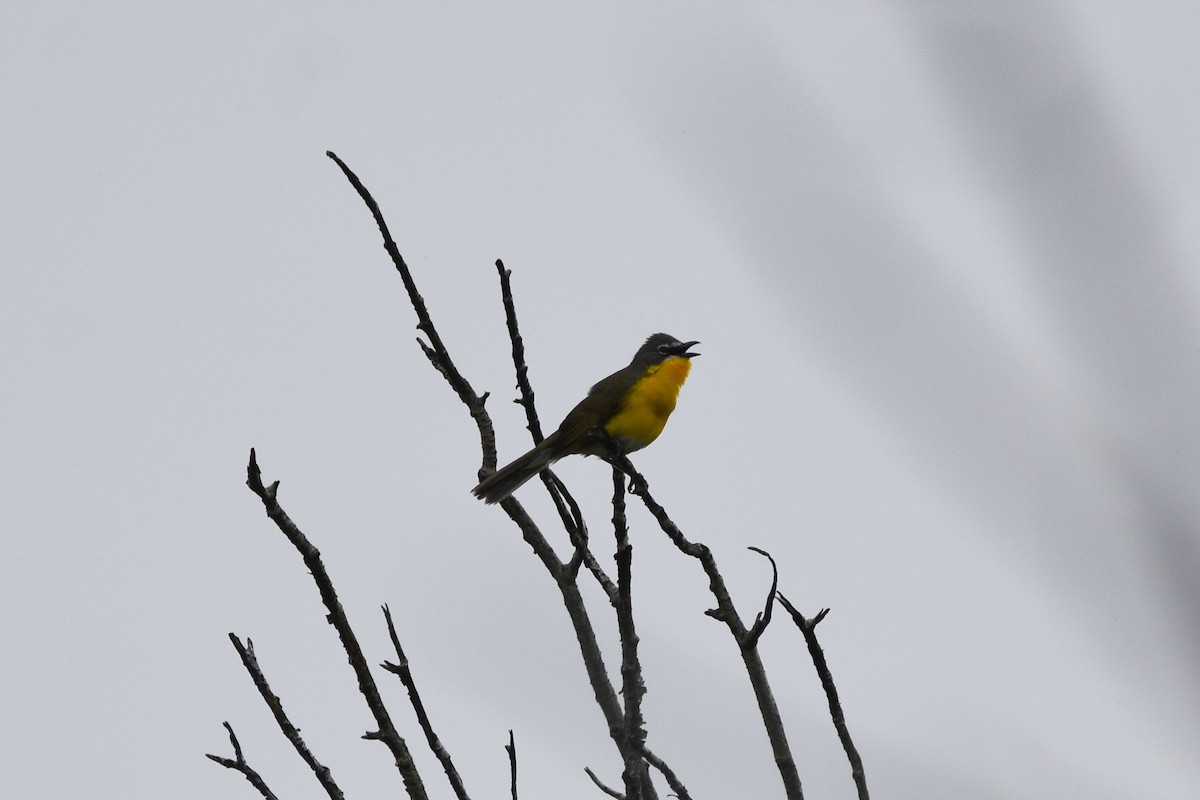 Yellow-breasted Chat - ML620329099