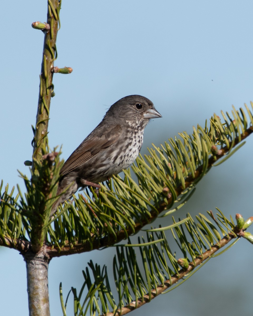 Fox Sparrow (Thick-billed) - ML620329101
