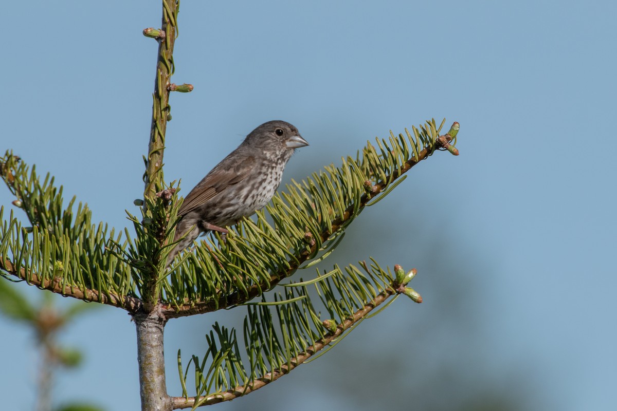 Fox Sparrow (Thick-billed) - ML620329102