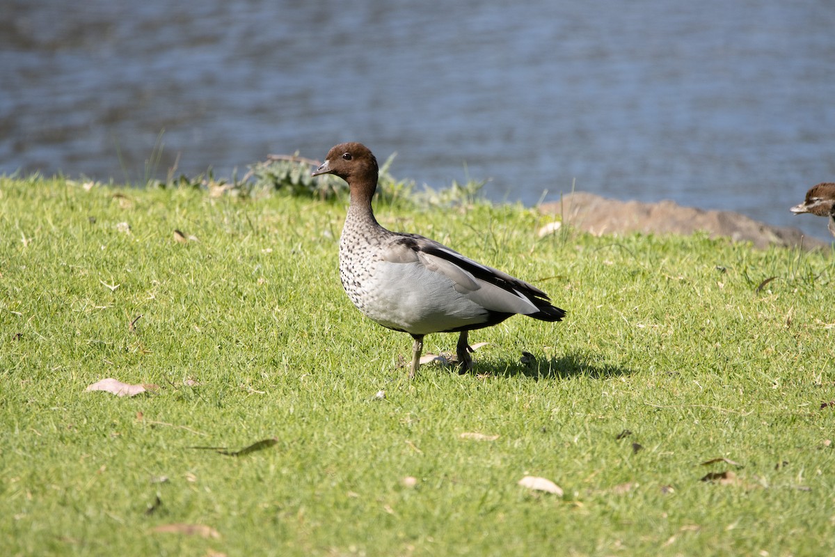 Maned Duck - ML620329107