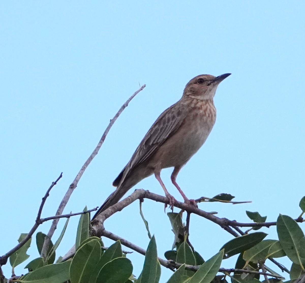 African Pipit - ML620329110