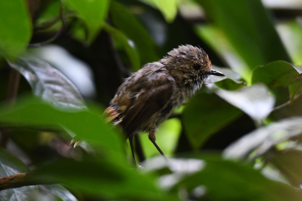 Brown Thornbill - ML620329112