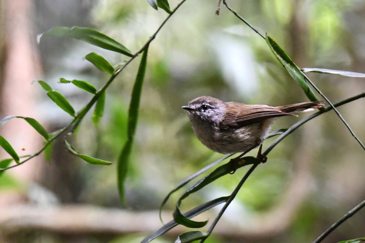 Brown Gerygone - ML620329117