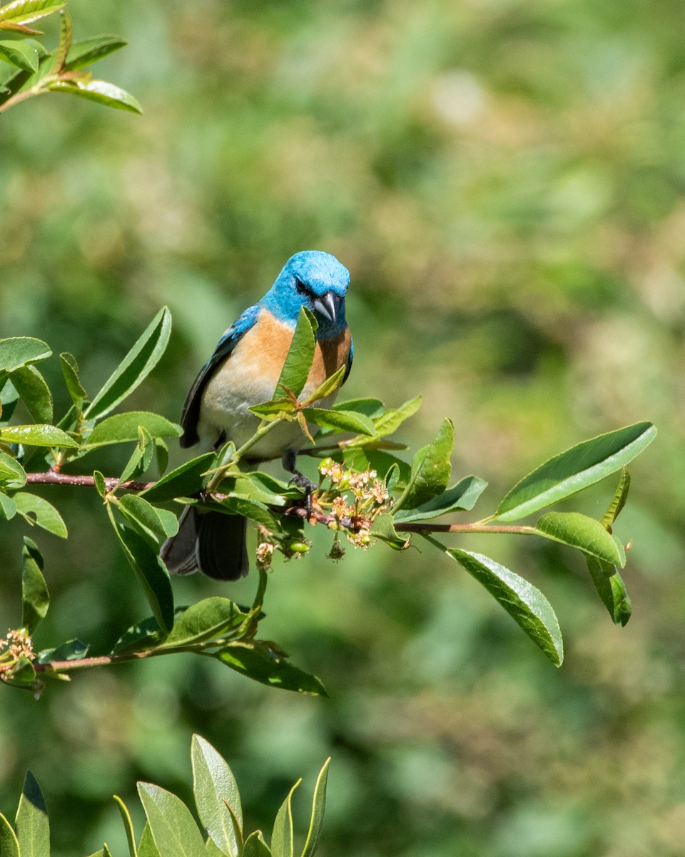 Lazuli Bunting - ML620329119