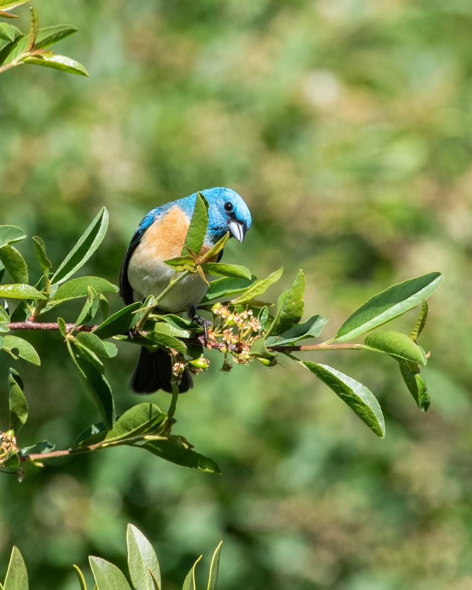 Lazuli Bunting - ML620329120