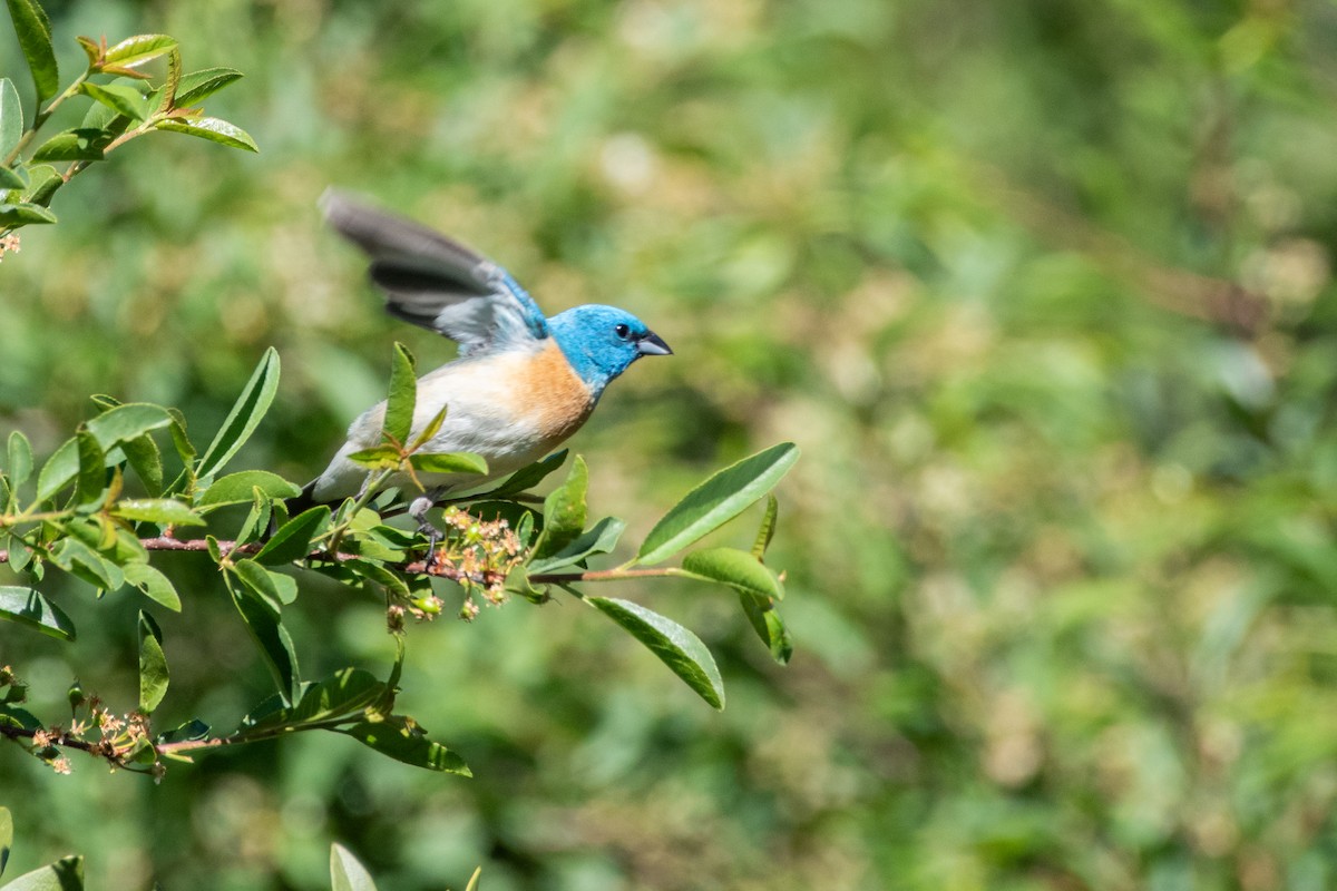 Lazuli Bunting - ML620329121