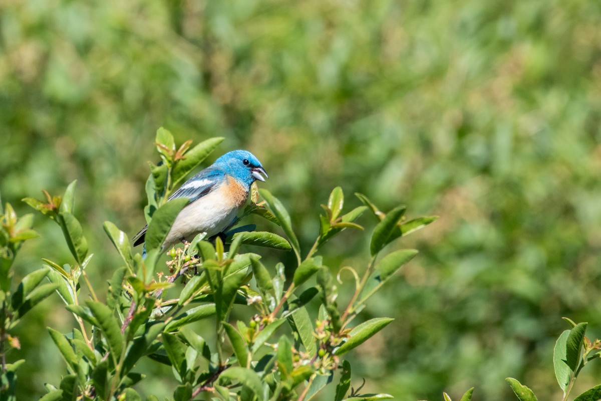 Lazuli Bunting - ML620329122