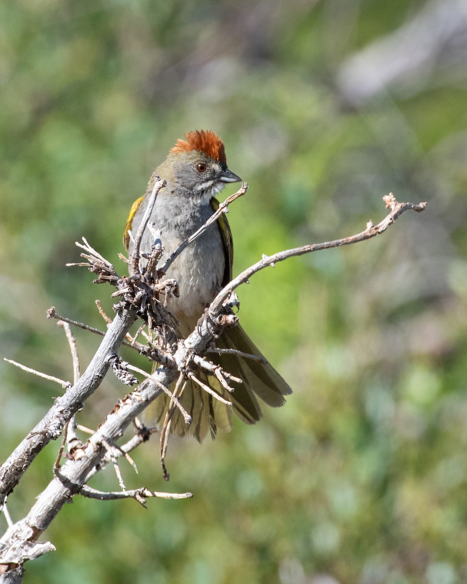 Green-tailed Towhee - ML620329139