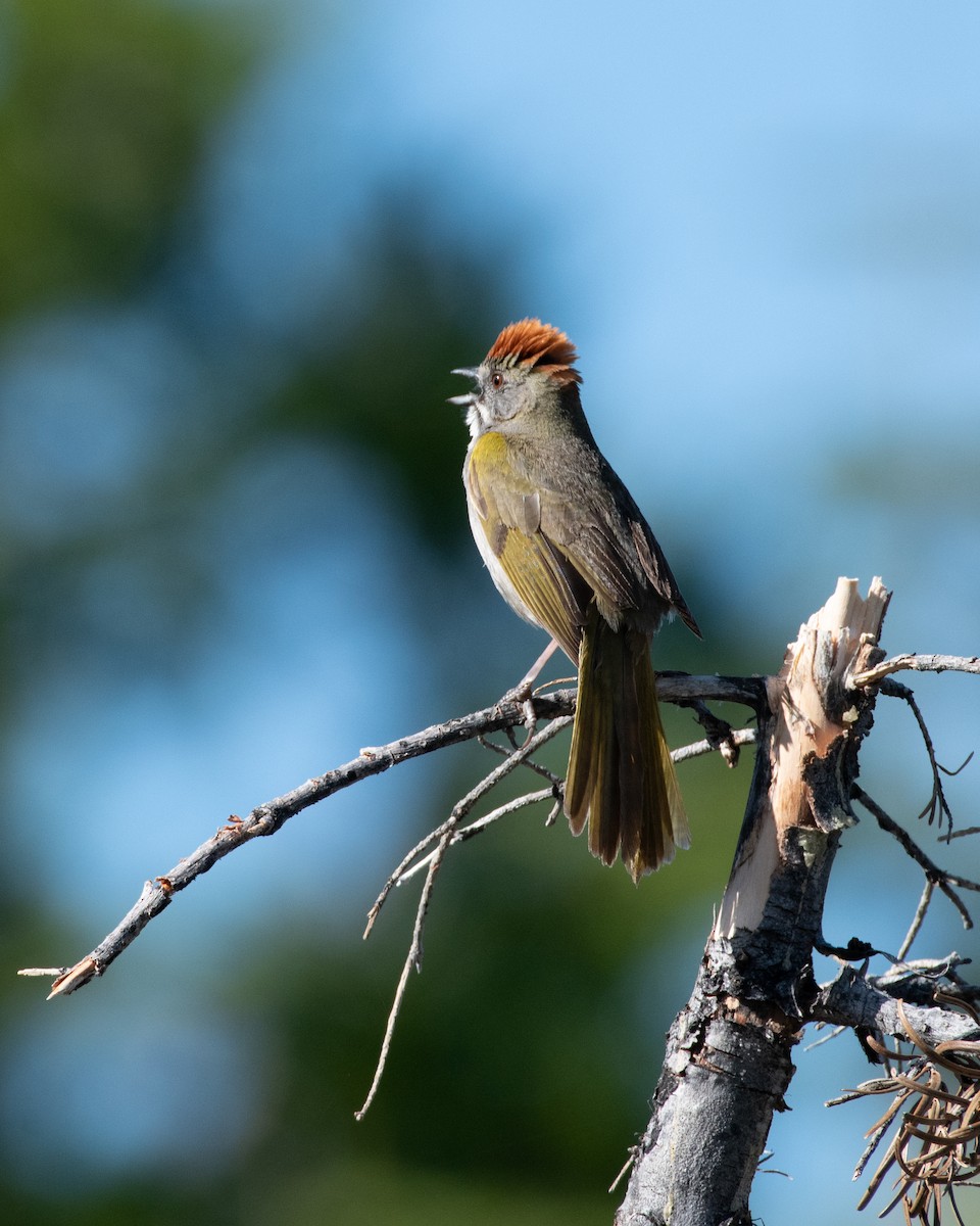 Green-tailed Towhee - ML620329141