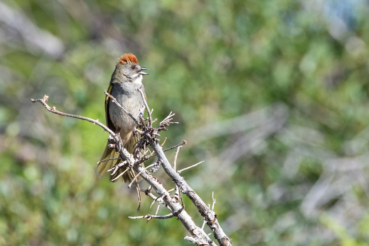 Green-tailed Towhee - ML620329142