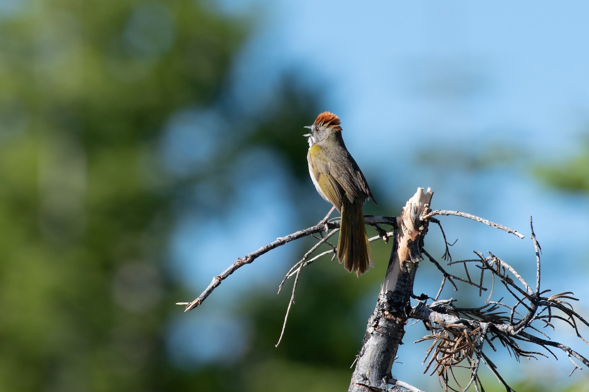 Green-tailed Towhee - ML620329143