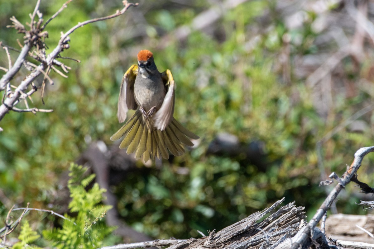 Green-tailed Towhee - ML620329144