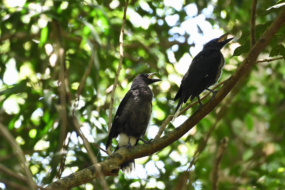 Pied Currawong - ML620329148