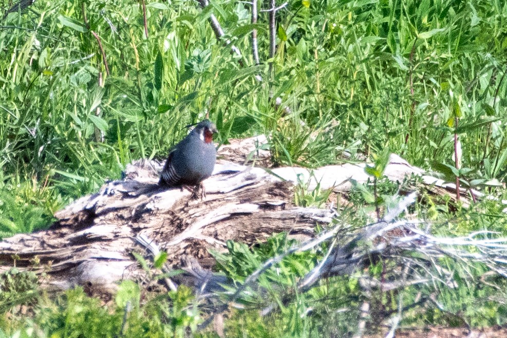 Mountain Quail - ML620329152