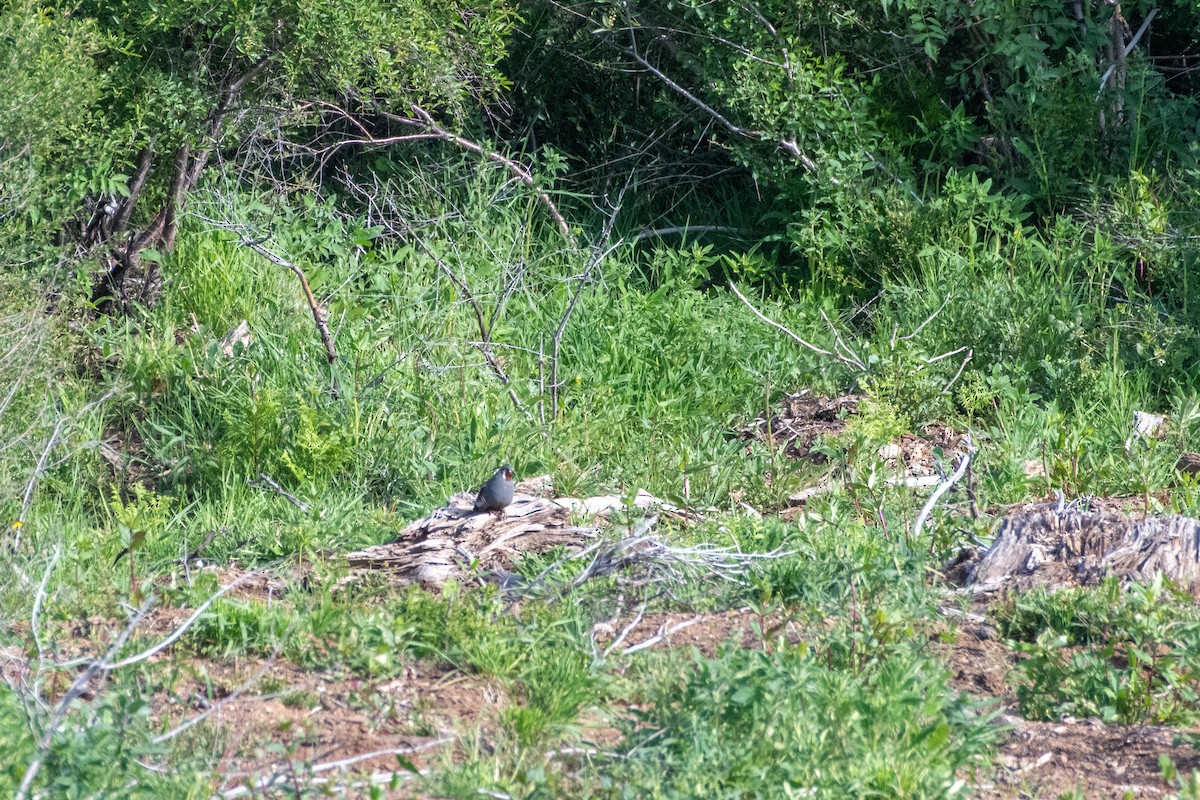 Mountain Quail - ML620329153