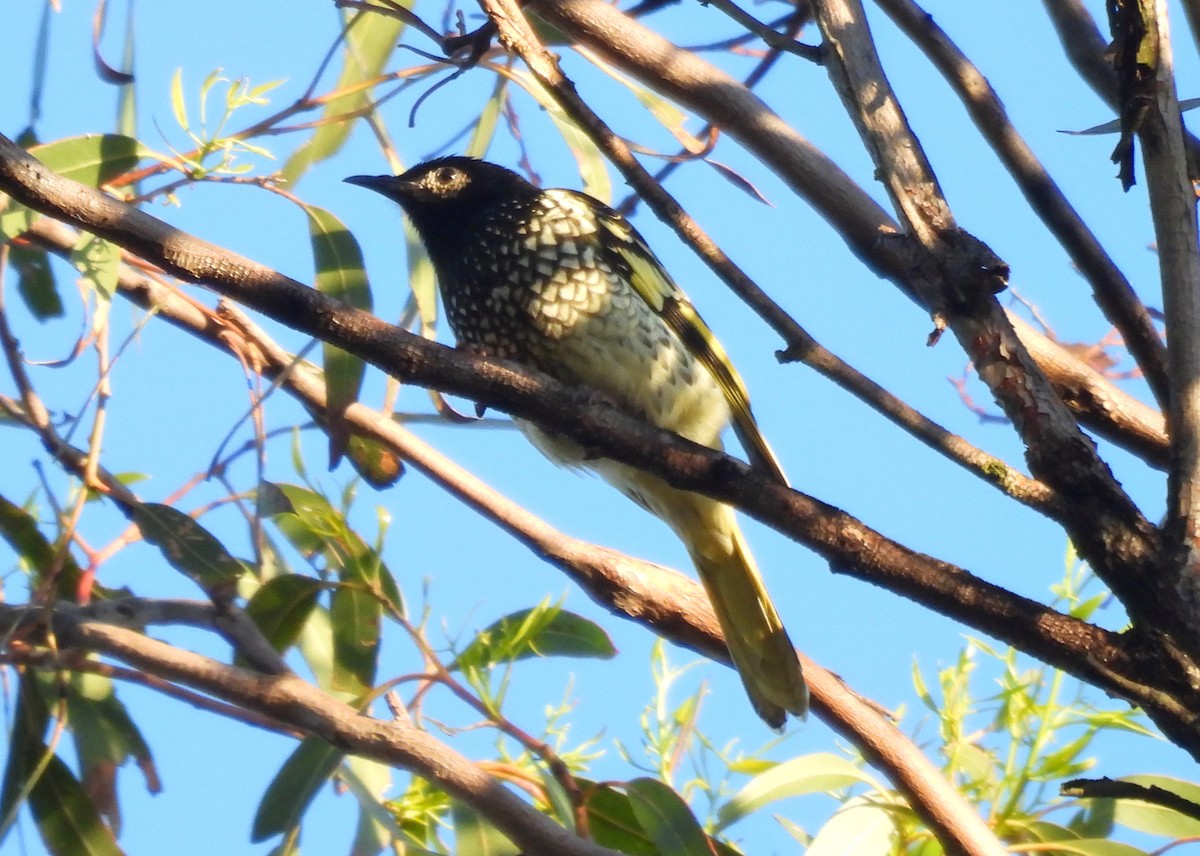 Regent Honeyeater - ML620329160