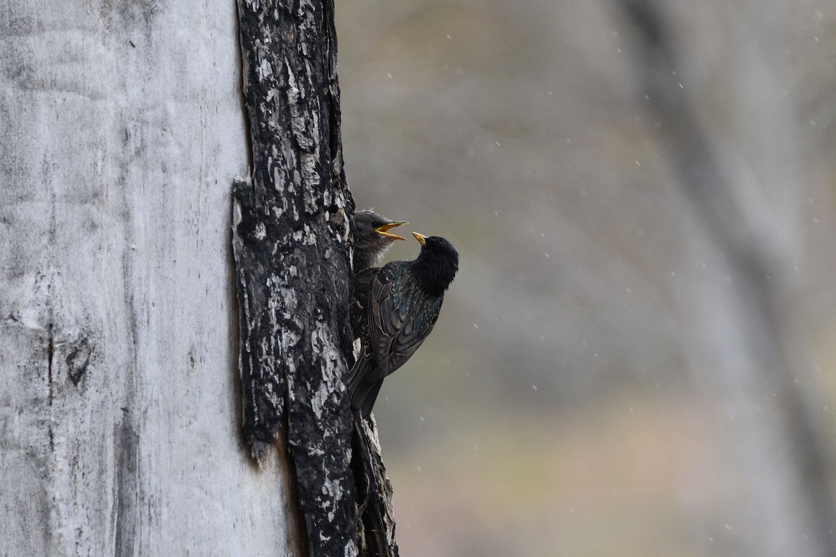 European Starling - ML620329161