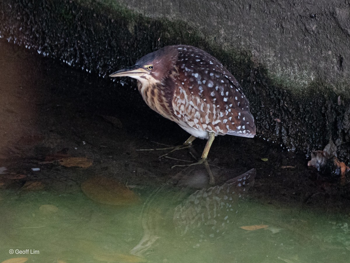 Schrenck's Bittern - ML620329172