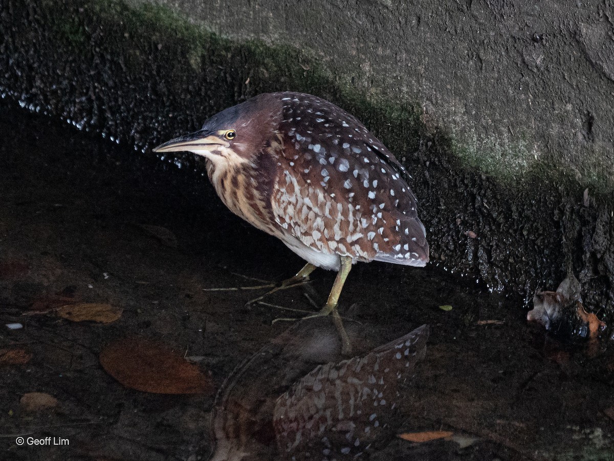 Schrenck's Bittern - ML620329173