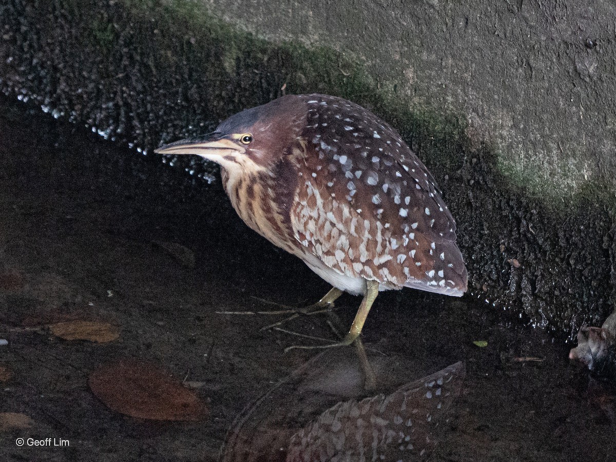 Schrenck's Bittern - ML620329174