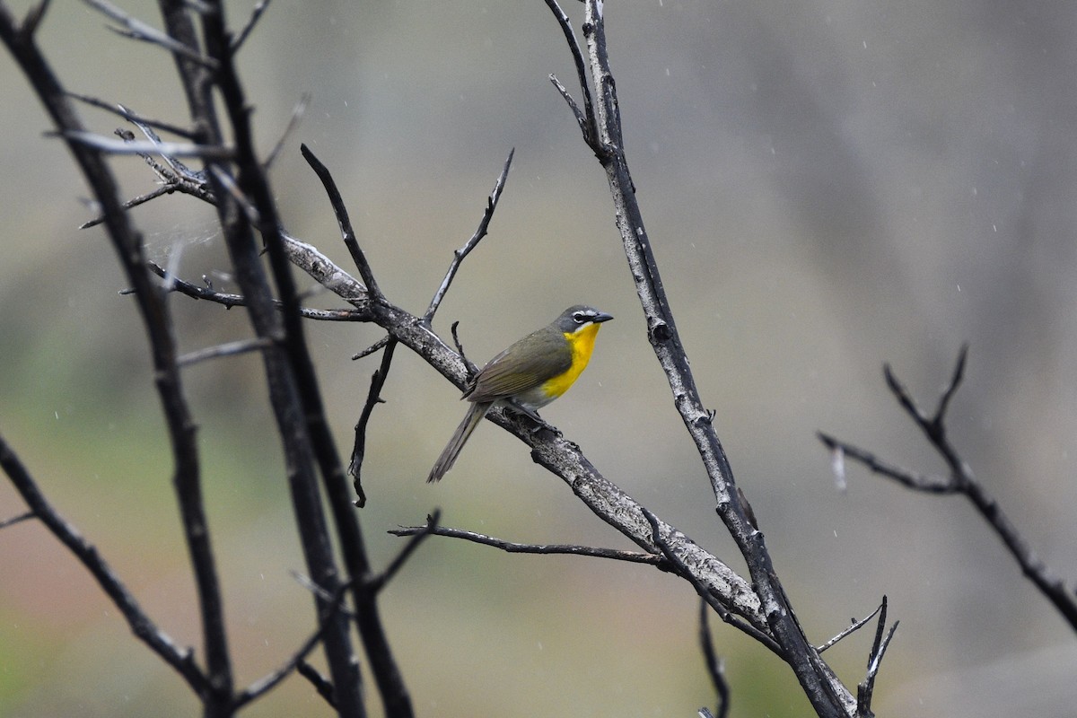 Yellow-breasted Chat - ML620329179