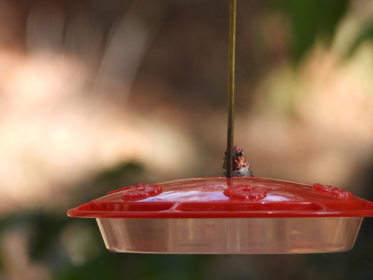 Anna's Hummingbird - ML620329181