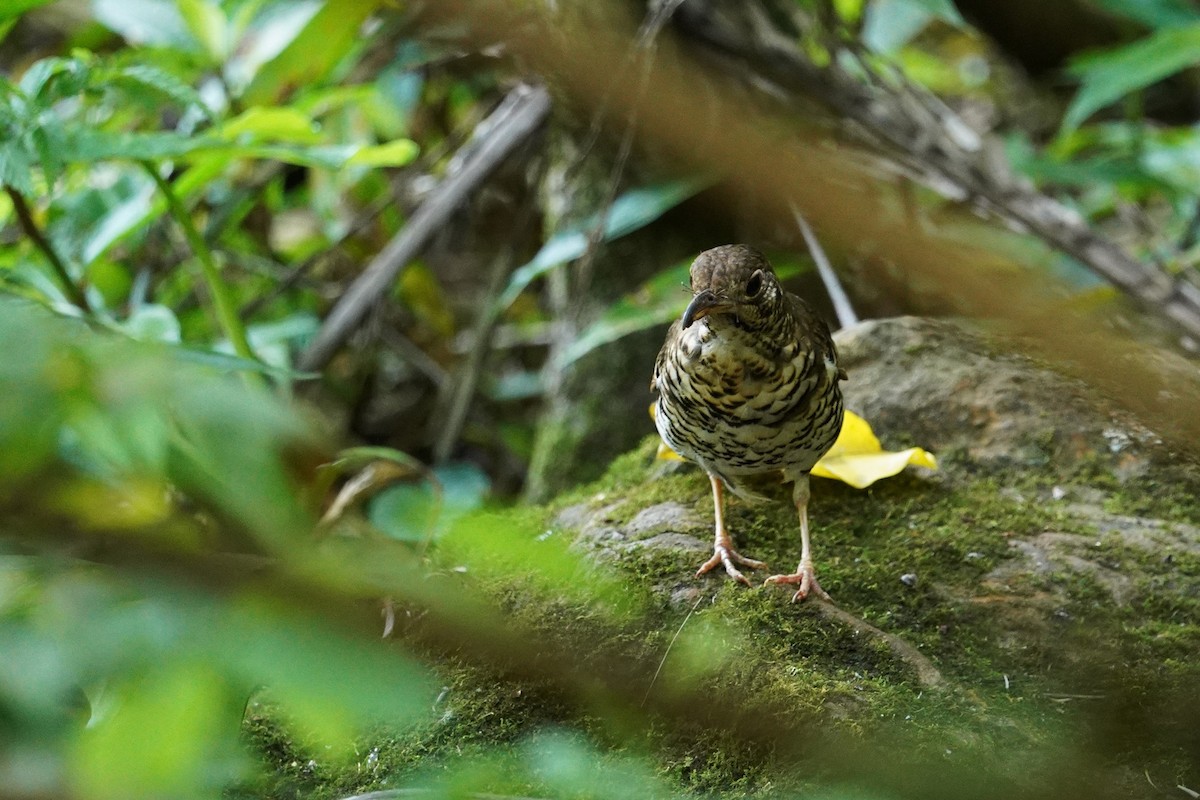 Russet-tailed Thrush - ML620329186