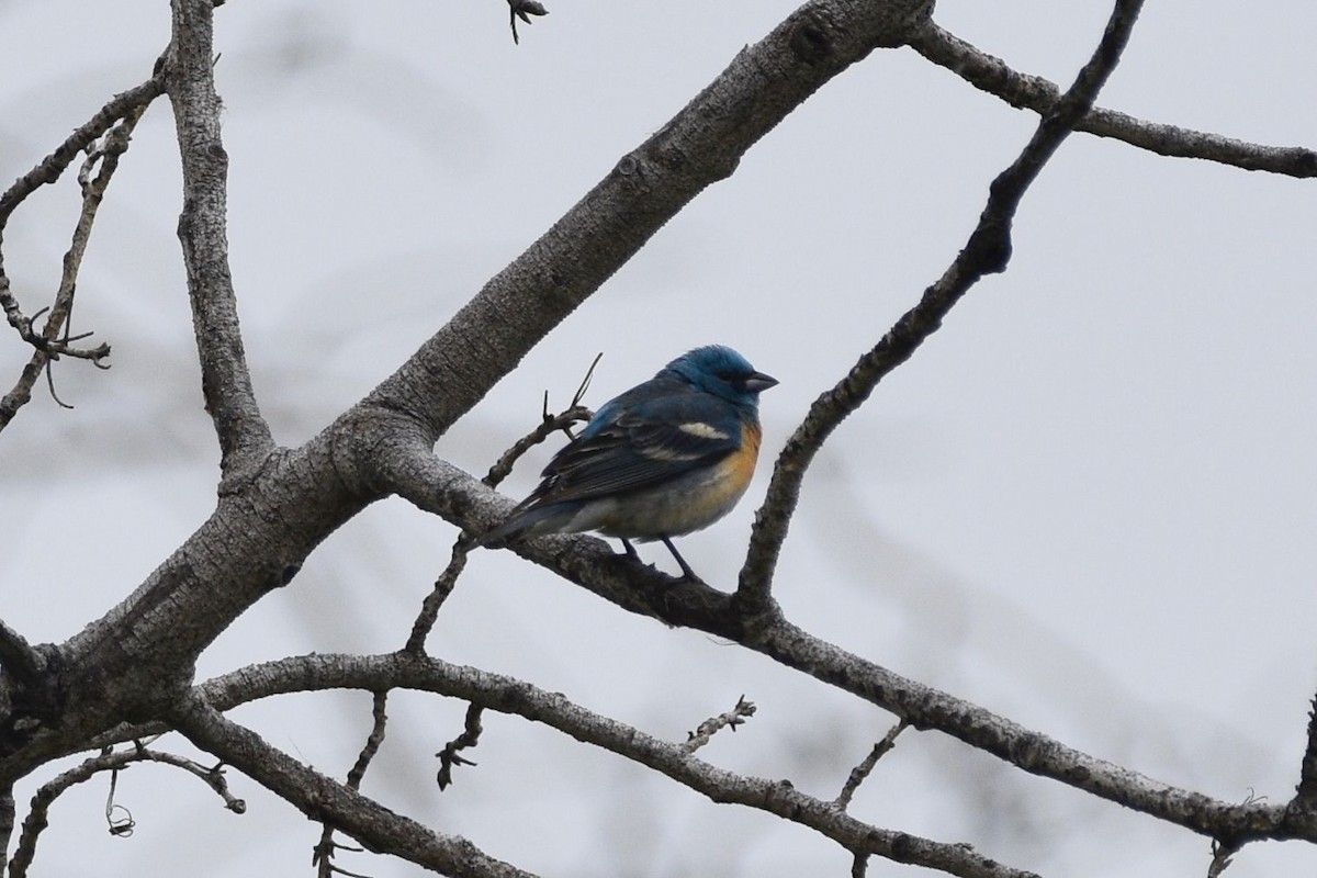 Lazuli Bunting - ML620329195