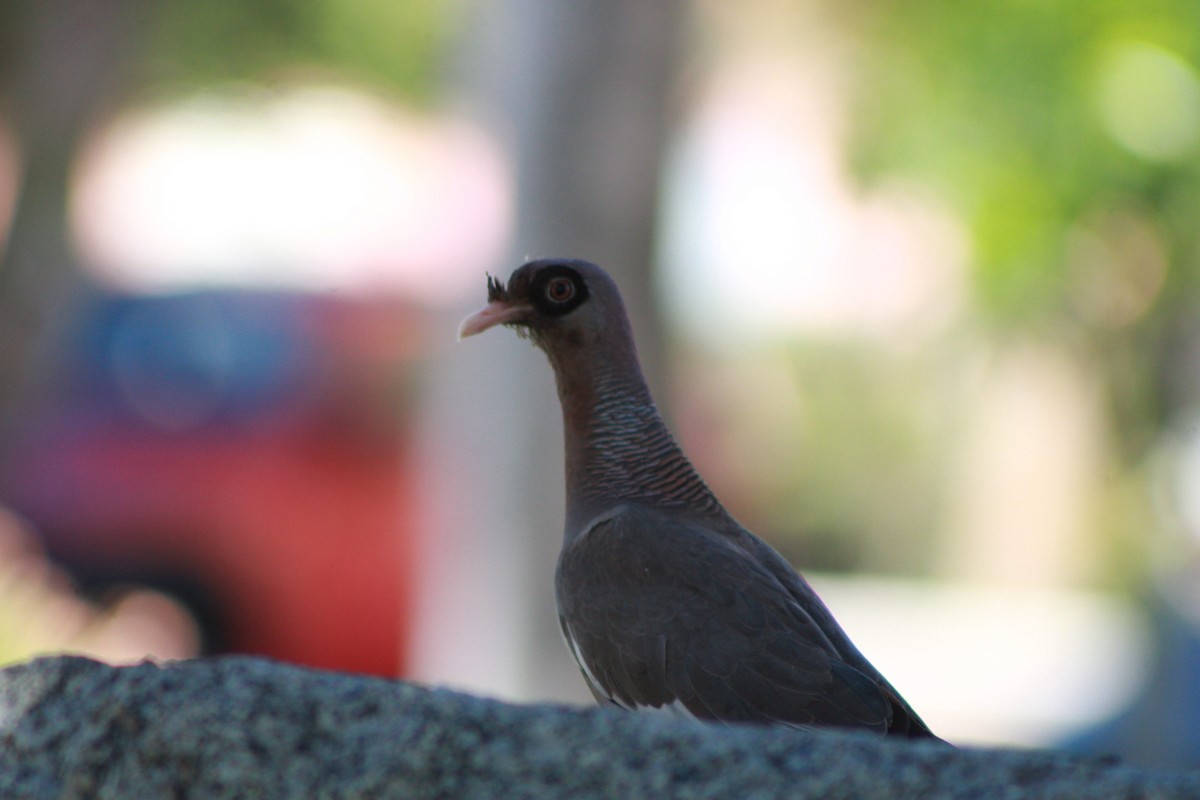 Bare-eyed Pigeon - ML620329199