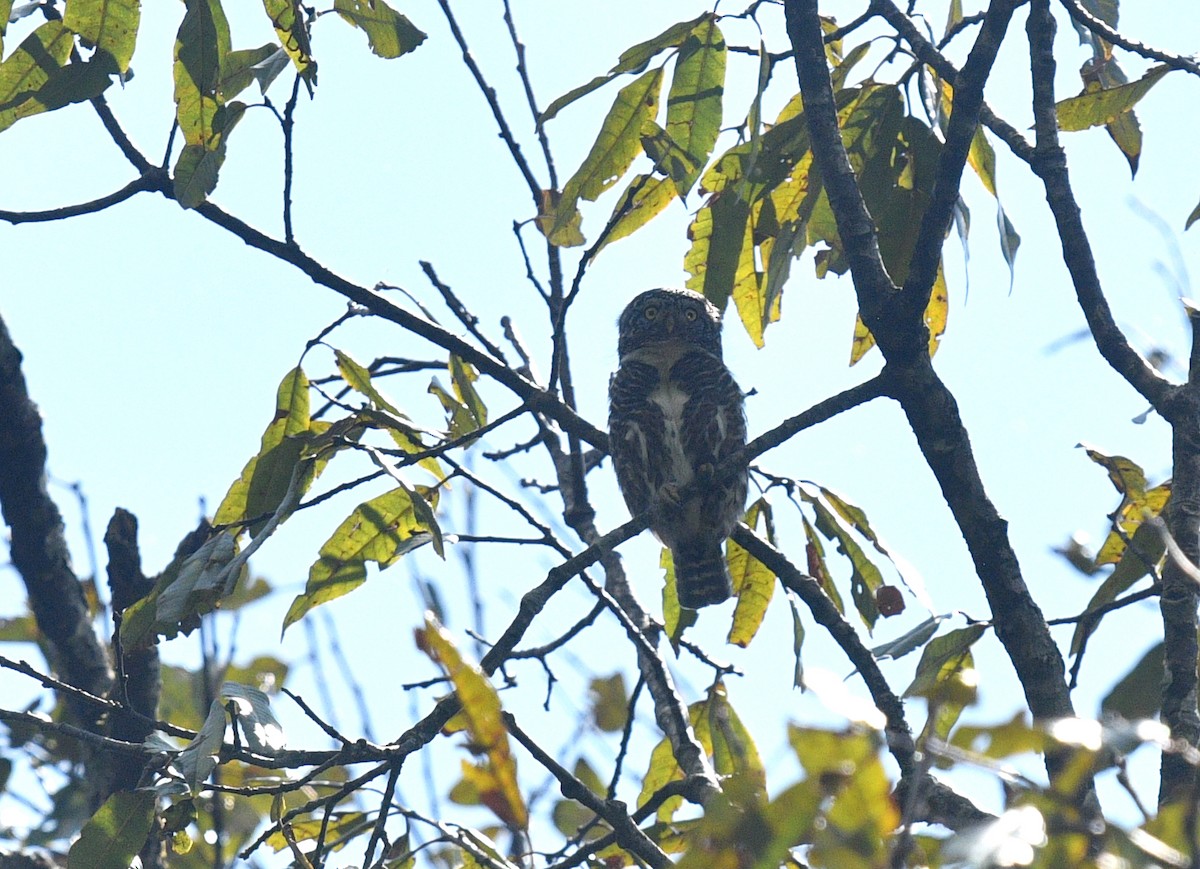 Collared Owlet - ML620329203