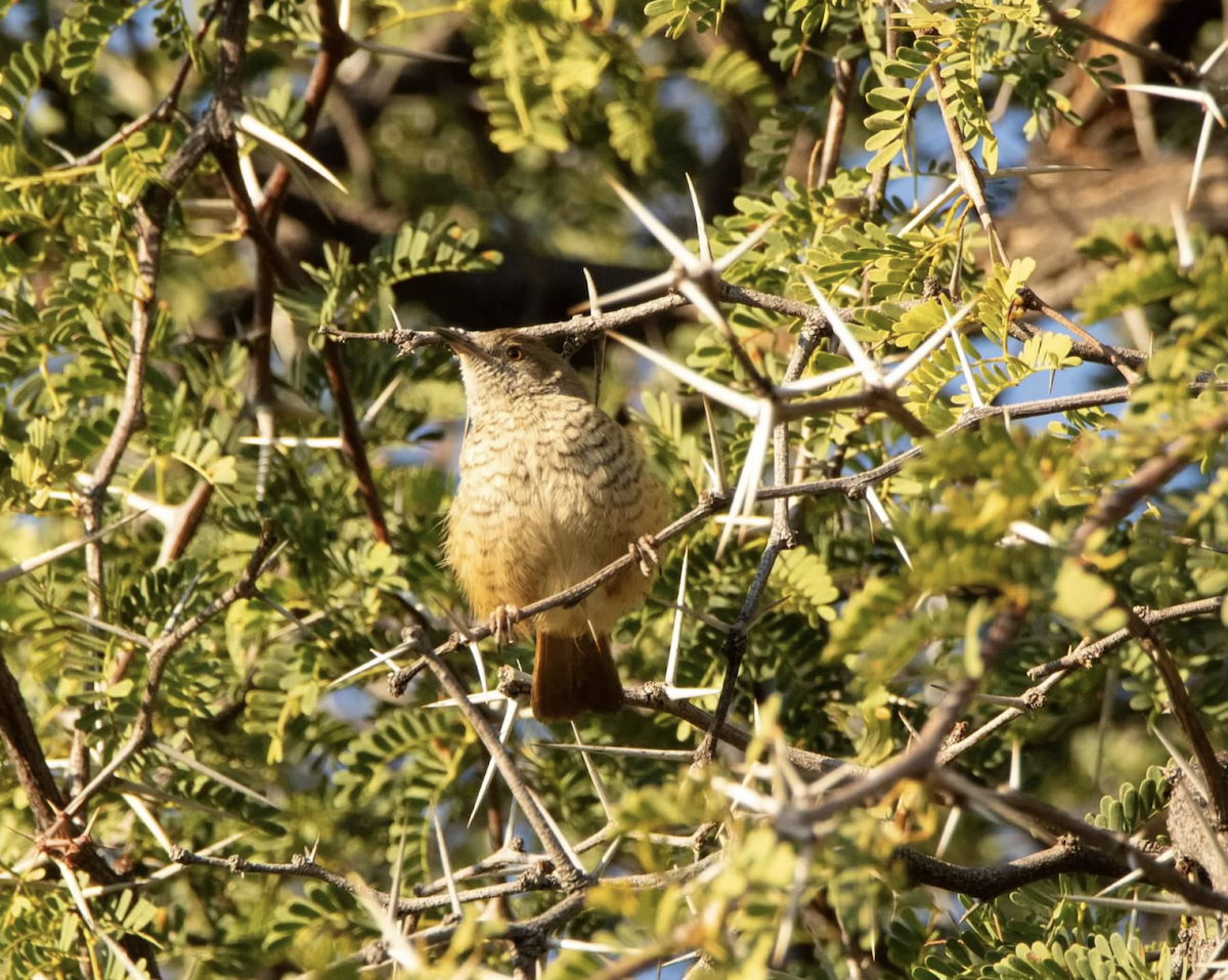 Barred Wren-Warbler - ML620329206