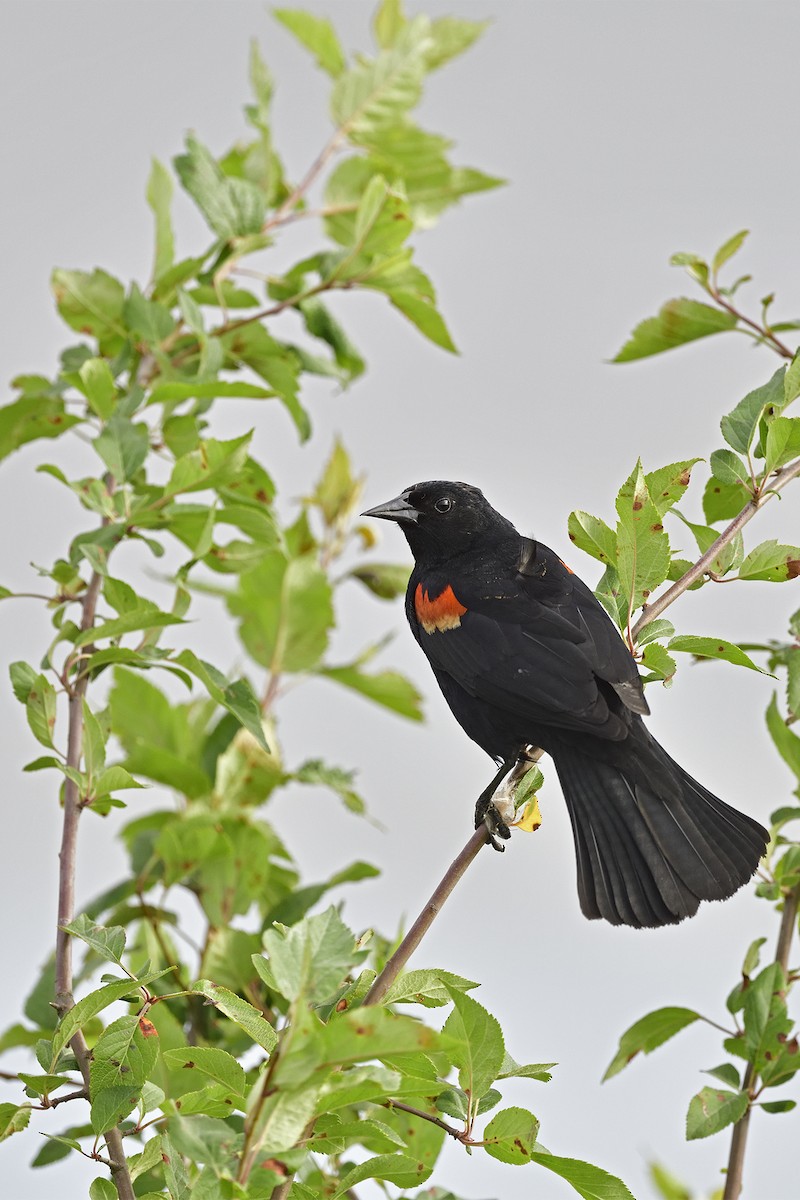 Red-winged Blackbird - ML620329208