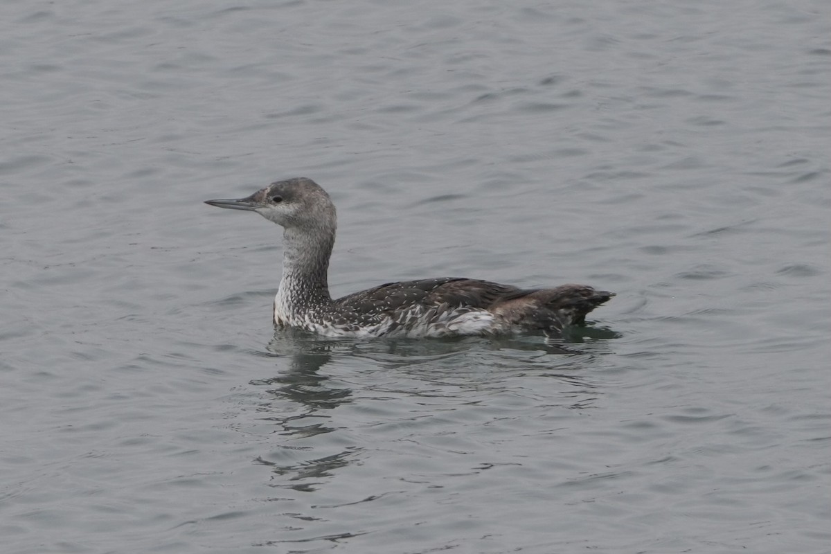 Red-throated Loon - ML620329211