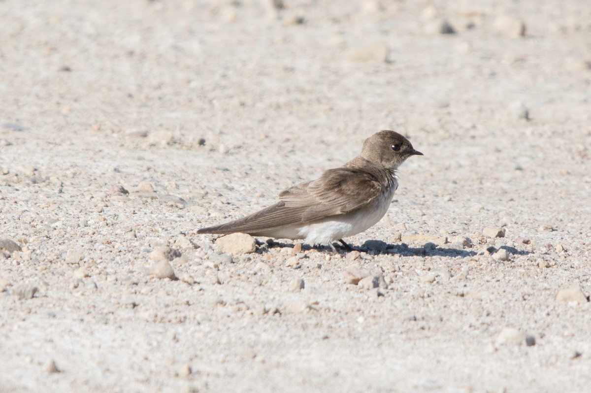 Northern Rough-winged Swallow - ML620329233