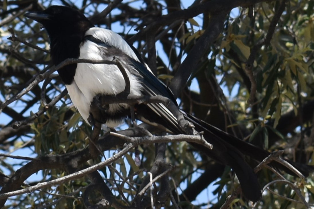 Eurasian Magpie - ML620329237