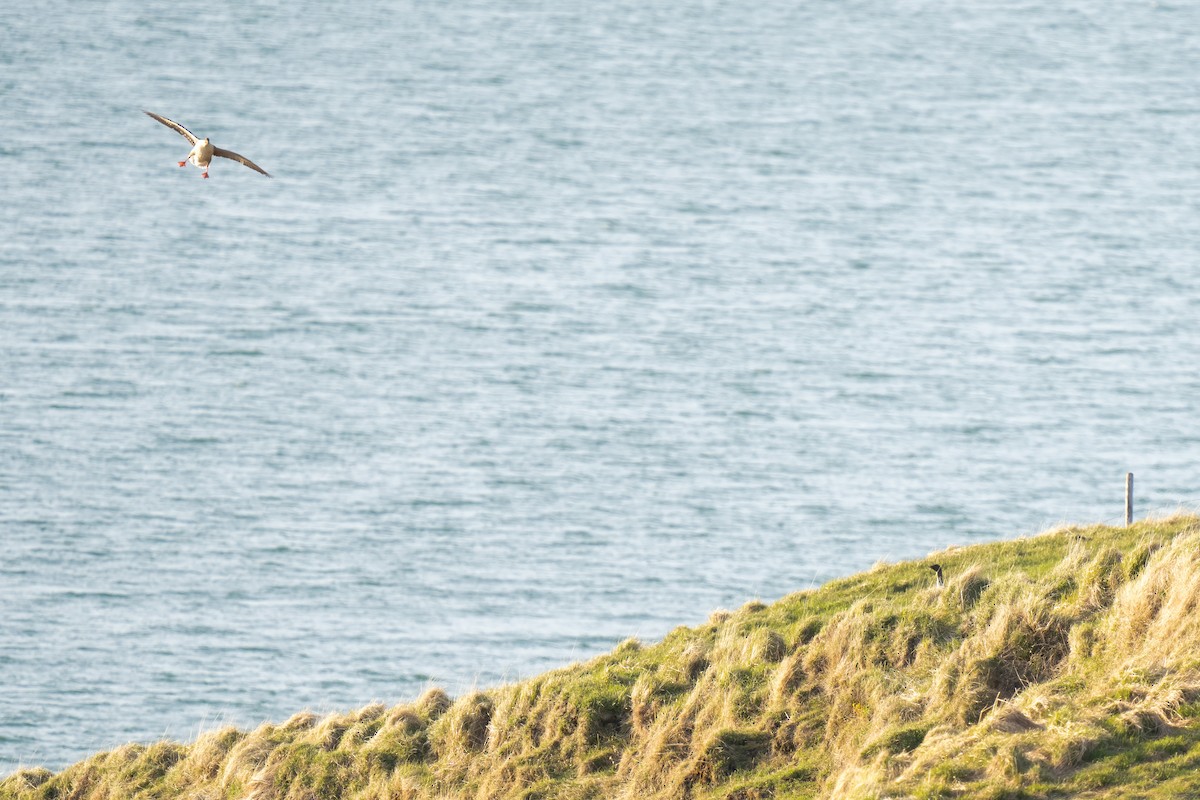 Pink-footed Goose - ML620329241