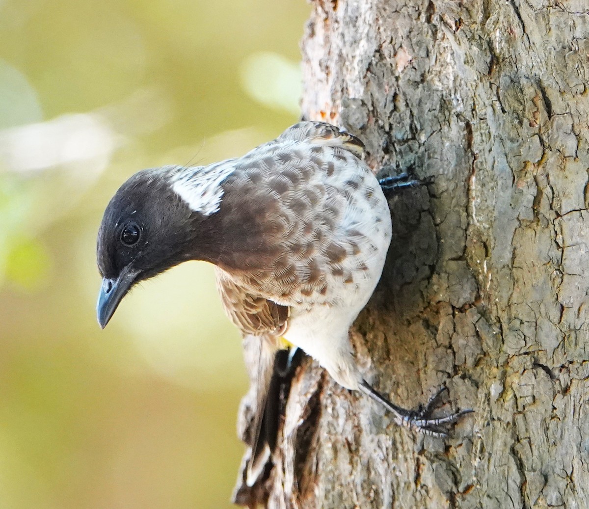 Common Bulbul (Dodson's) - ML620329246