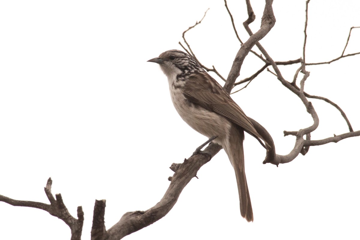 Spiny-cheeked Honeyeater - ML620329251