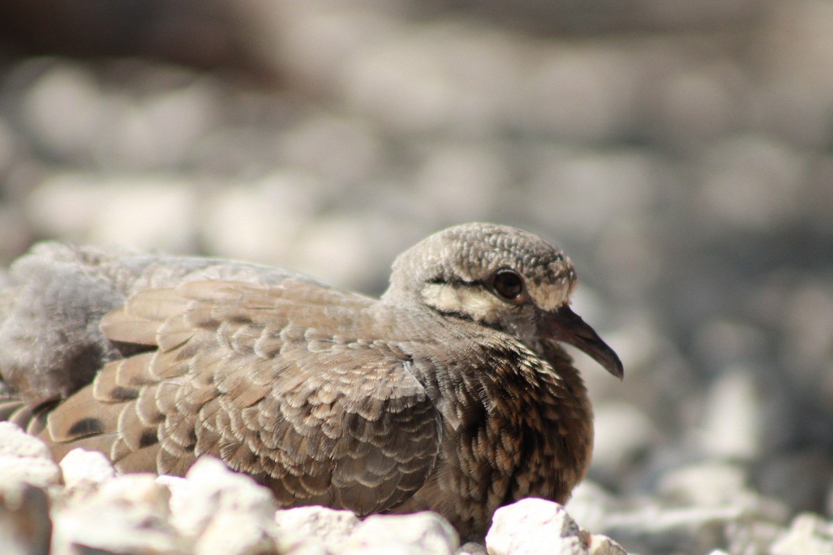 Eared Dove - ML620329261