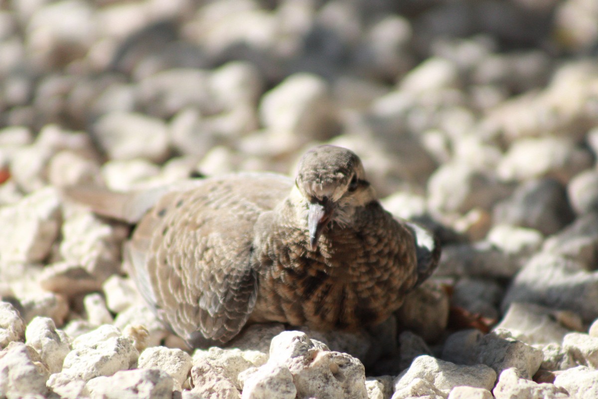 Eared Dove - ML620329264