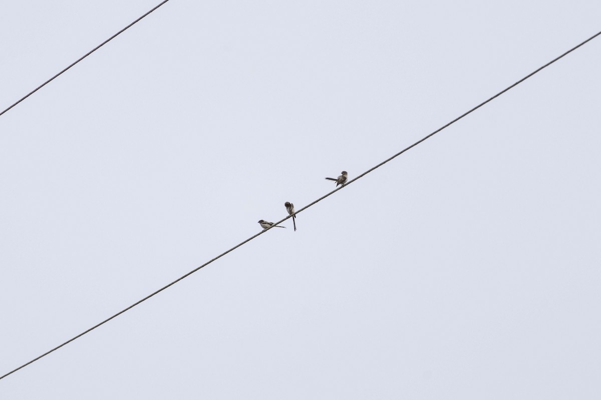 Long-tailed Tit - Pantea Golzari