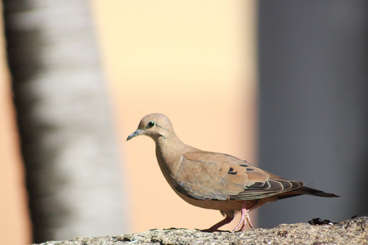 Eared Dove - ML620329304