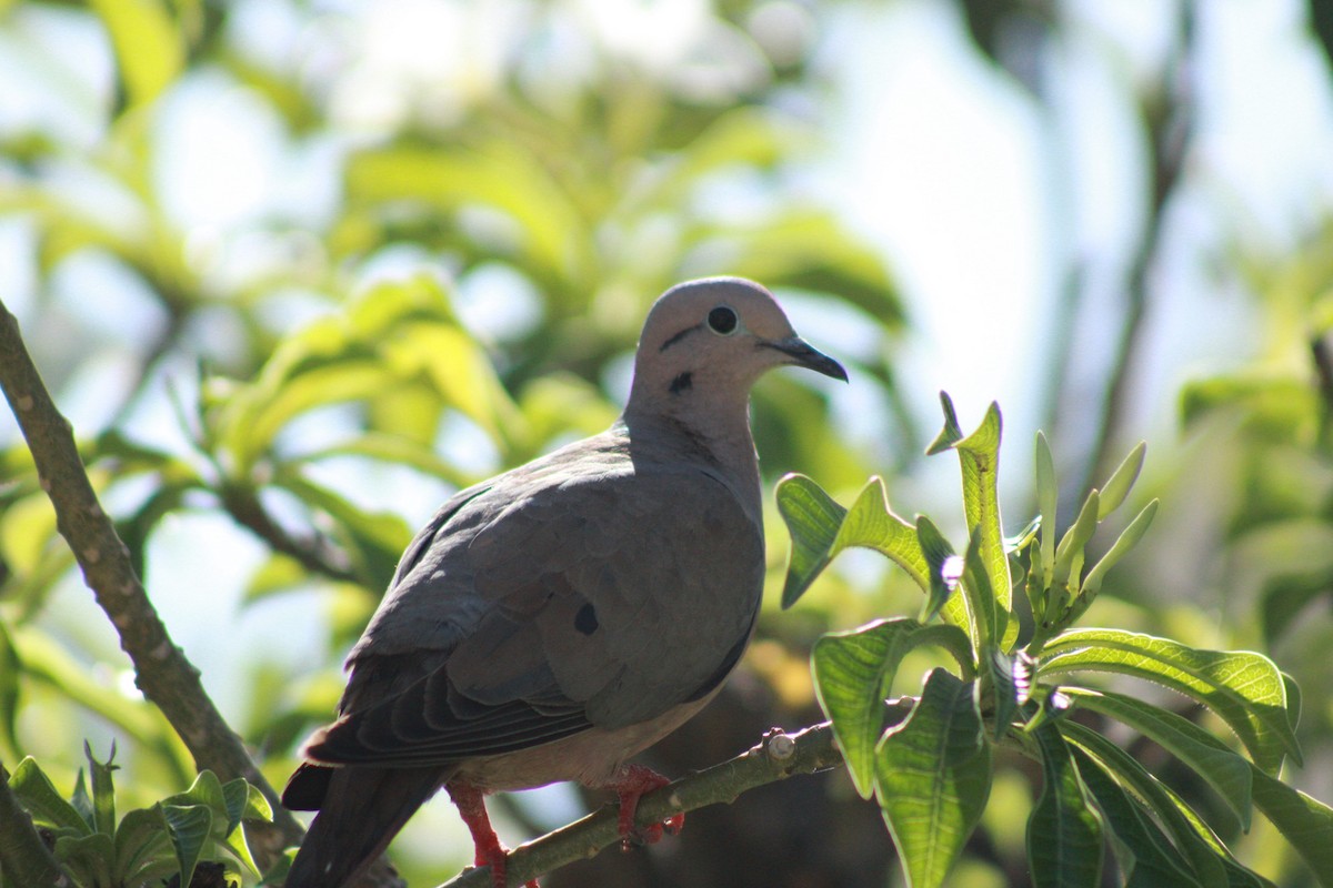 Eared Dove - ML620329309