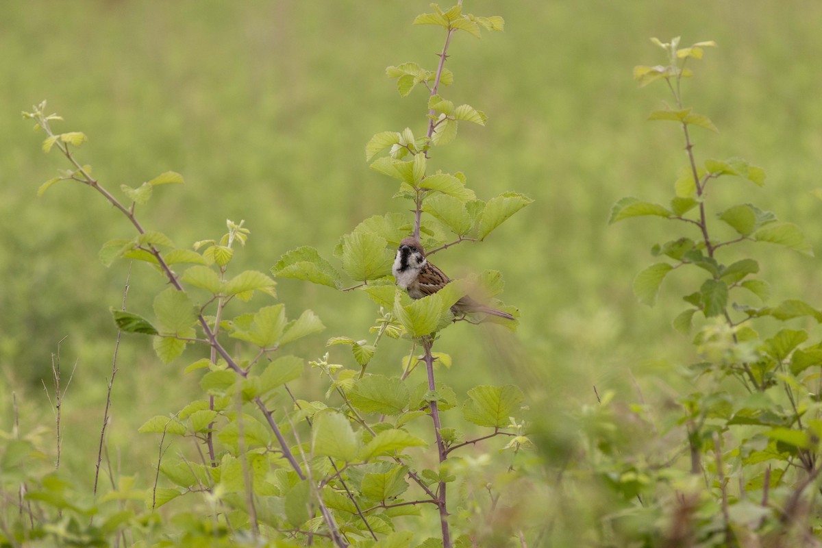 Eurasian Tree Sparrow - ML620329325