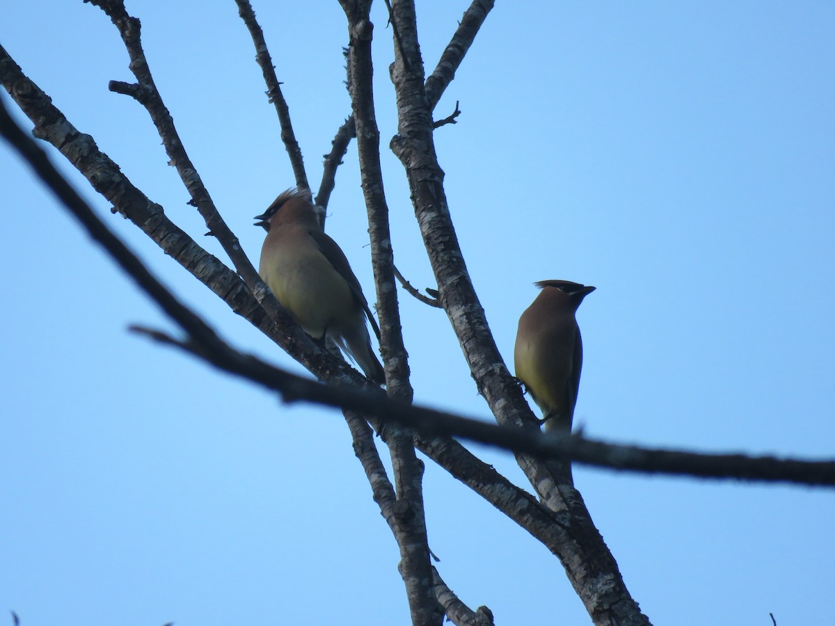 Cedar Waxwing - ML620329366