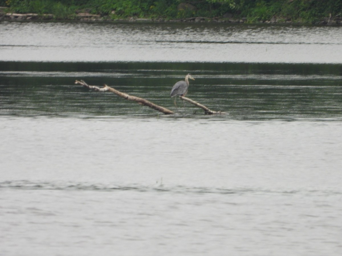 Great Blue Heron - ML620329387