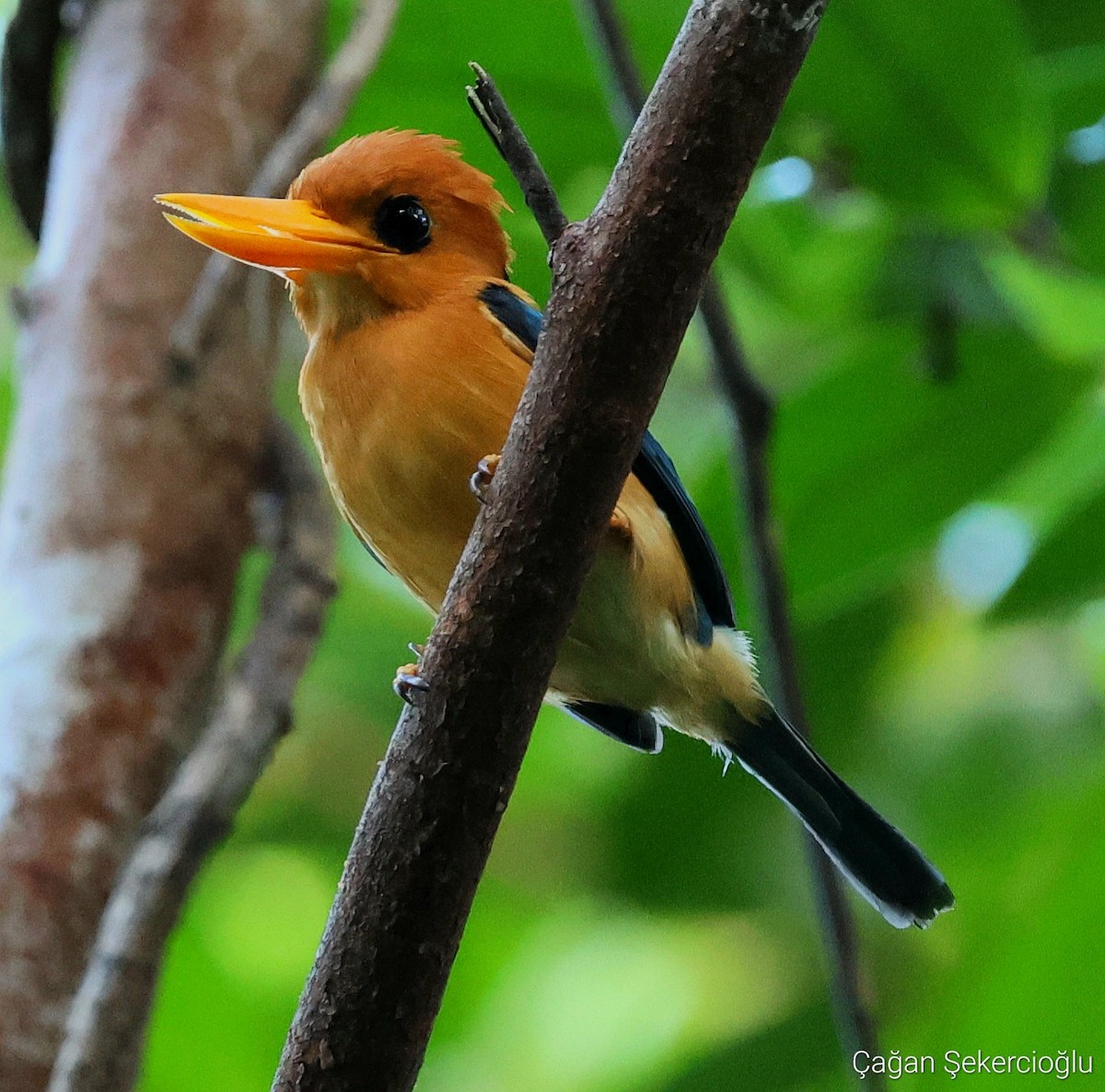 Yellow-billed Kingfisher - ML620329392
