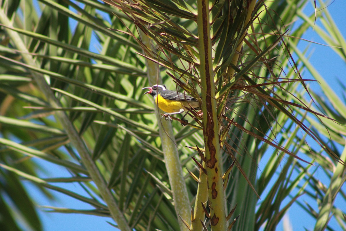 Bananaquit - ML620329397