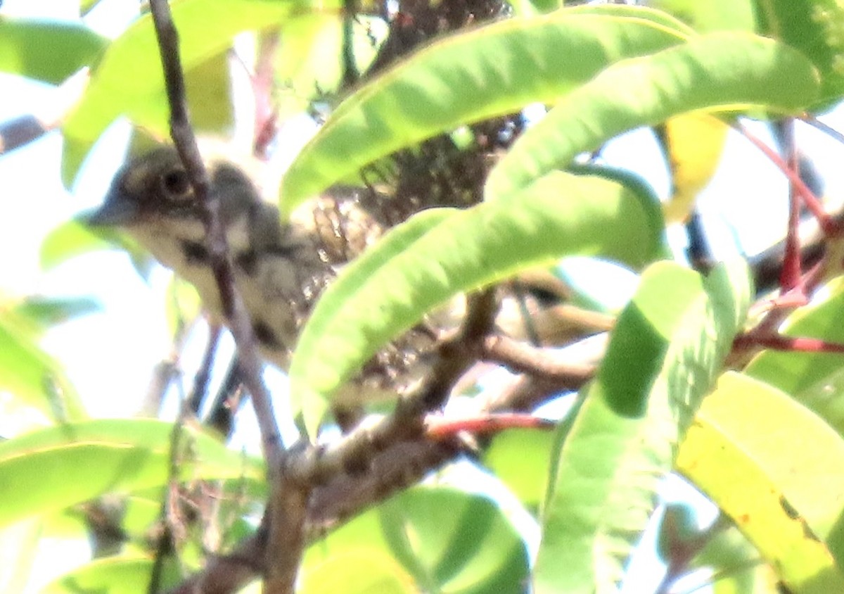 Bell's Sparrow - ML620329414