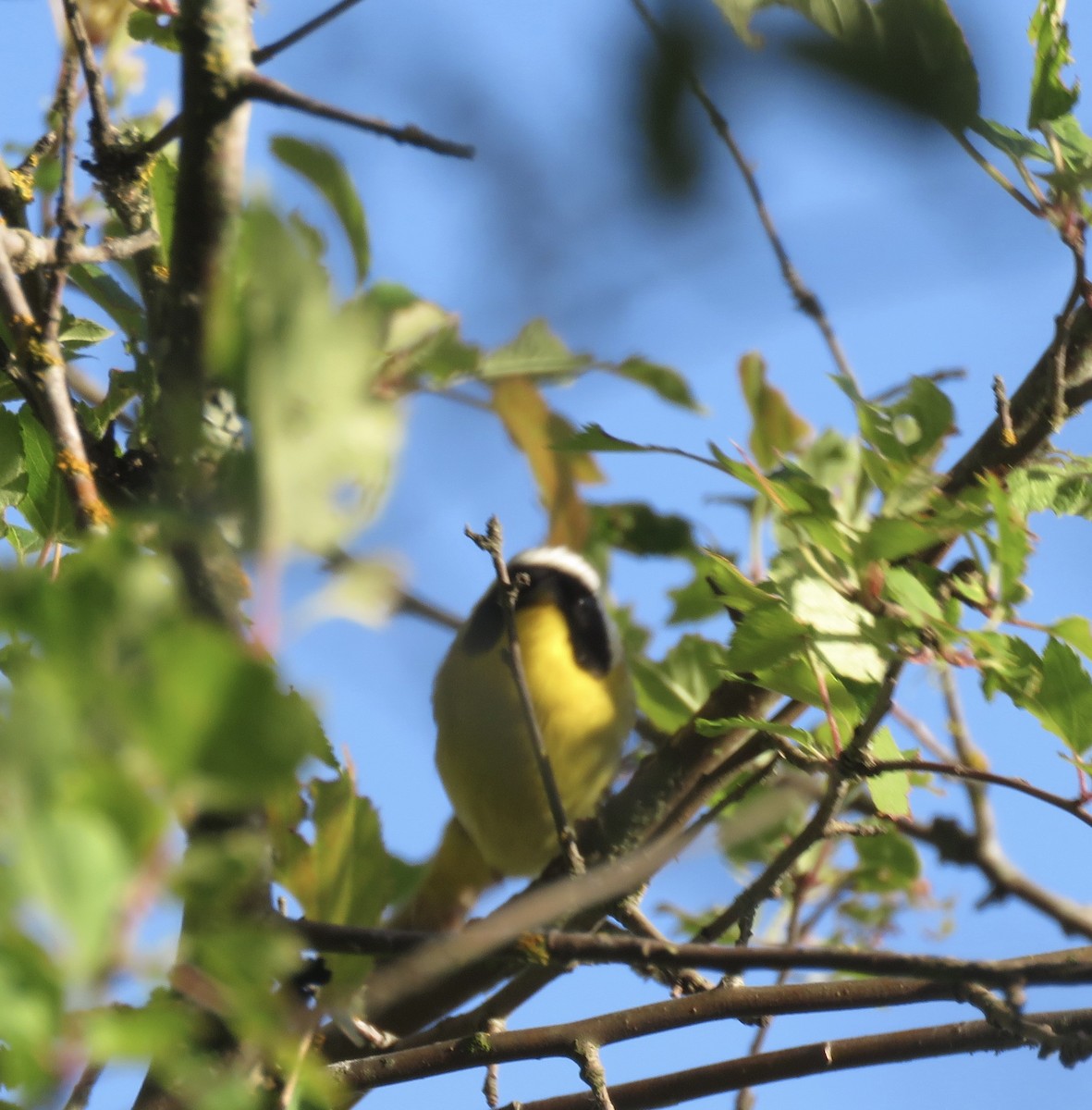 Common Yellowthroat - ML620329422